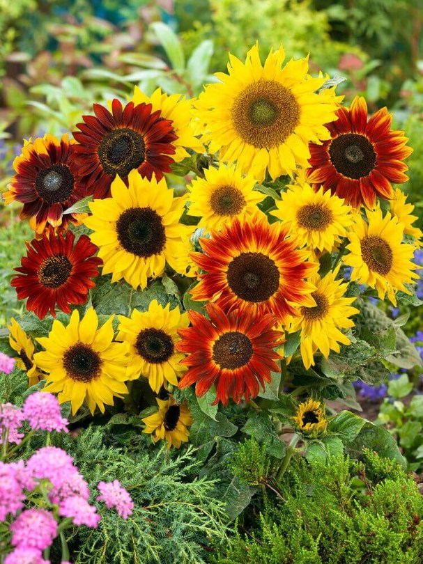 Napraforgó magkeverék, Helianthus annuus, napraforgó, okra